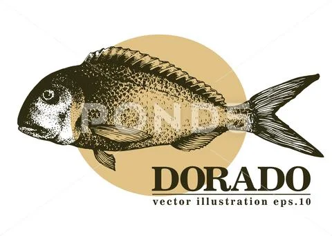 Hand drawn sketch seafood vector vintage illustration of dorado