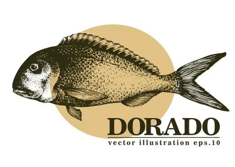 Hand drawn sketch seafood vector vintage illustration of dorado fish. Can be use Stock Illustration