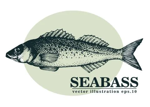 Hand drawn sketch seafood vector vintage illustration of seabass fish. Can be Stock Illustration