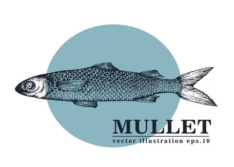 Hand drawn sketch seafood vector vintage illustration of mullet fish. Can be use Stock Illustration
