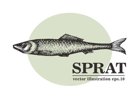 Hand drawn sketch seafood vector vintage illustration of sprat fish. Can be use Stock Illustration