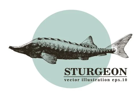 Hand drawn sketch seafood vector vintage illustration of sturgeon fish. Can be Stock Illustration