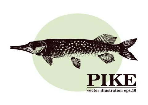 Hand drawn sketch seafood vector vintage illustration of pike fish. Can be use Stock Illustration