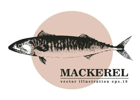 Hand drawn sketch seafood vector vintage illustration of mackerel fish. Can be Stock Illustration