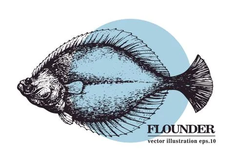 Hand drawn sketch seafood vector vintage illustration of flounder fish. Can be Stock Illustration