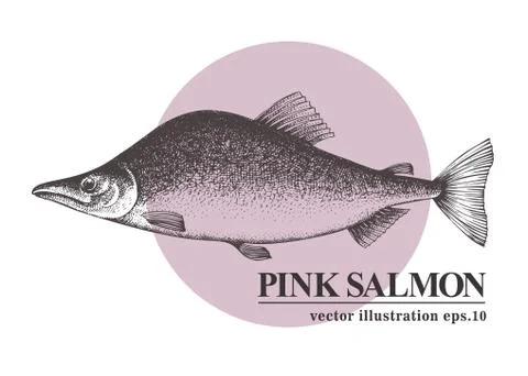 Hand drawn sketch seafood vector vintage illustration of pink salmon fish. Can Stock Illustration
