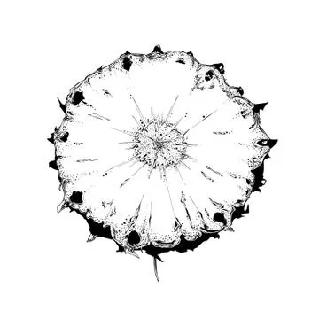 Hand drawn sketch of slice pineapple in black color. Isolated on white Stock Illustration