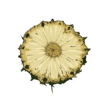 Hand drawn sketch of slice pineapple in color. Isolated on white background Stock Illustration