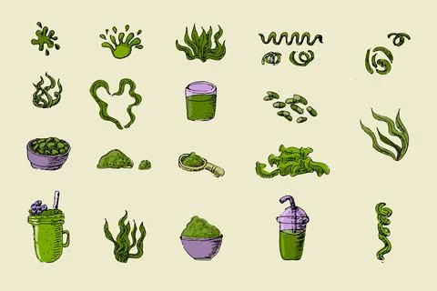 Hand drawn sketch spirulina algae and drinks Ilustração Stock