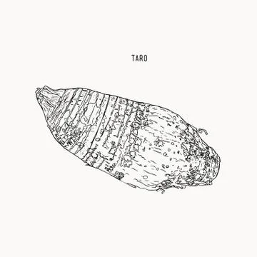 Hand drawn sketch taro, vector. Stock Illustration