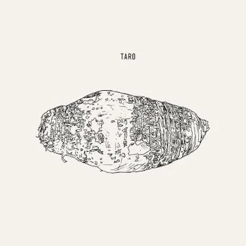 Hand drawn sketch taro, vector. Stock Illustration