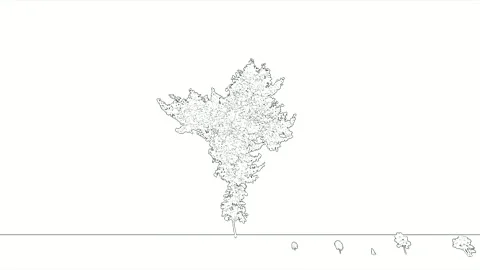 Hand Drawn Sketch Tree Line Art White Background Stock Footage 346442725