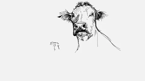 A hand-drawn sketch of two cows Stock Footage 262303856