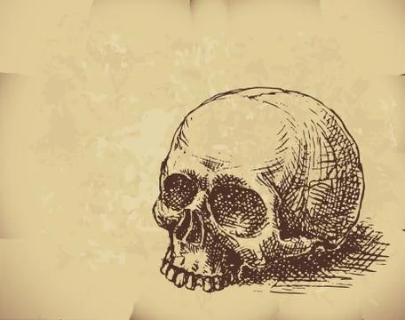 Hand drawn skull Stock-Illustration