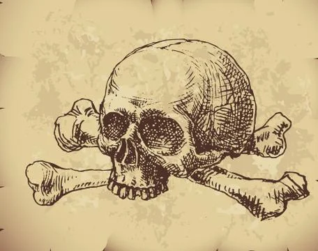 Hand drawn skull 스톡 일러스트