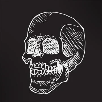 Hand drawn skull illustration vector Stock-Illustration
