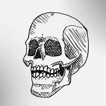 Hand drawn skull illustration vector Stock Illustration