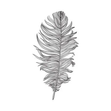 Hand drawn smoth black and white dove bird feather, vector illustration Stock Illustration
