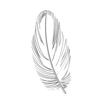 Hand drawn smoth black and white tropical, exotic bird, parrot feather Stock Illustration