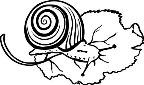 Hand drawn snail on white background Stock Illustration