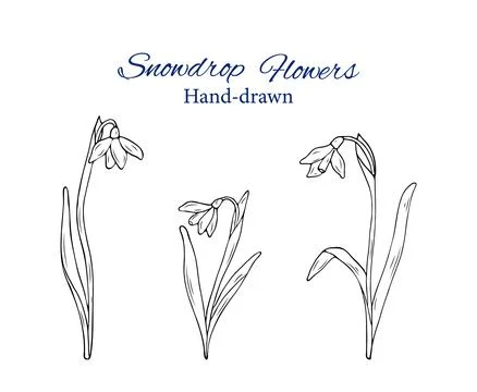Hand drawn snowdrop flowers Stock Illustration