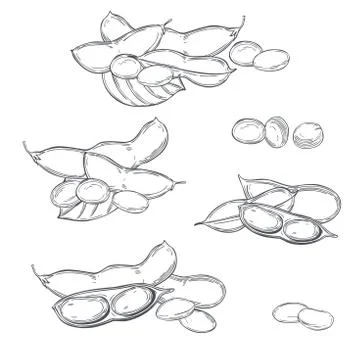 Hand drawn soybean plant. Vector   illustration. Stock Illustration