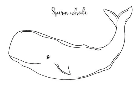 Hand drawn sperm whale. Vector illustration in sketch style Illustrazione stock