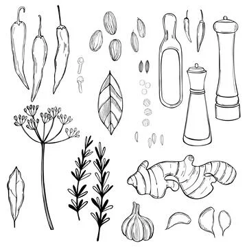 Hand drawn spice set. Vector sketch  illustration. Stock Illustration