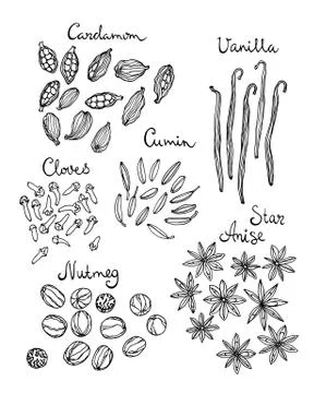 Hand drawn spices Stock Illustration