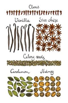 Hand drawn spices Stock Illustration