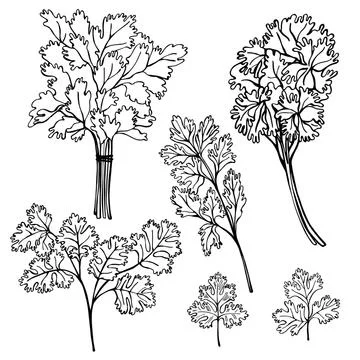 Hand drawn spicy herbs. Stock Illustration