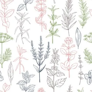 Hand drawn spicy herbs.  Vector   pattern. Illustrazione stock