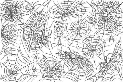 Hand drawn spider and web Stock Illustration