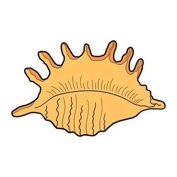 Hand-drawn spider conch shell of engraved line. Design element for invitation Stock Illustration