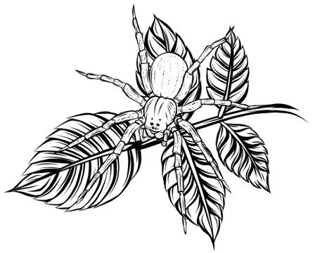 Hand Drawn Spider Illustration - Vector Design For Halloween And Other Stock Illustration