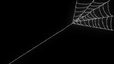 Hand Drawn Spider Web Growing from Corner for Halloween Dark Canvas 4K Loop Stock Footage 347317646