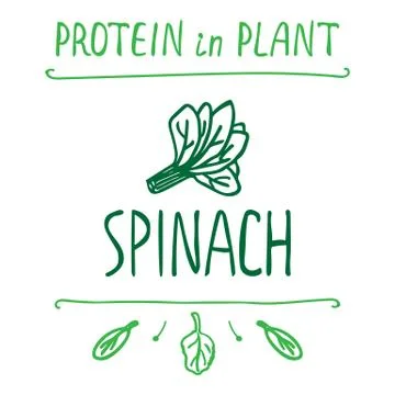 Hand Drawn Spinach Leaves 스톡 일러스트