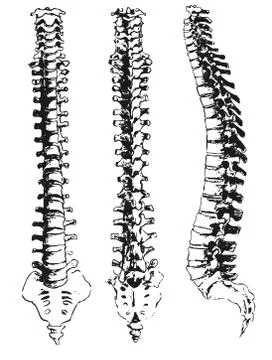 Hand drawn spinal segments Stock Illustration