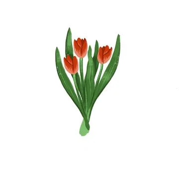 Hand drawn spring flower: red tulips digital Stock Illustration