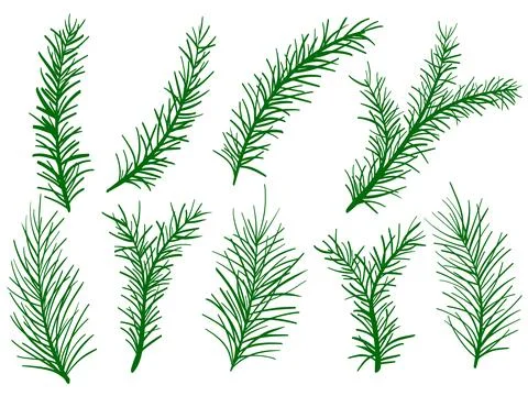 Hand drawn spruce and pine branches set Иллюстрация