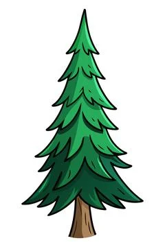 Hand drawn spruce tree isolated on white. Stock Illustration