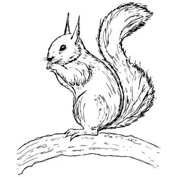 Hand drawn squirrel. Retro realistic animal isolated. Vintage style. Doodle line Stock Illustration