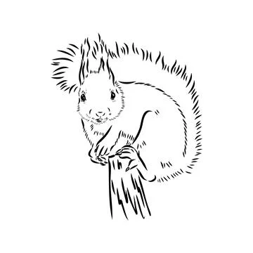 Hand drawn squirrel. Retro realistic animal isolated. Vintage style. Doodle l Stock Illustration