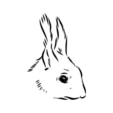Hand drawn squirrel. Retro realistic animal isolated. Vintage style. Doodle l Stock Illustration