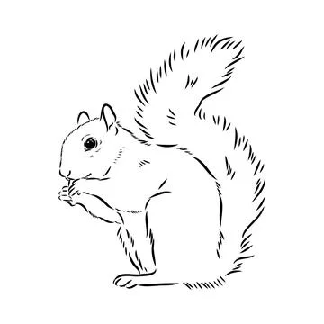 Hand drawn squirrel. Retro realistic animal isolated. Vintage style. Doodle l Stock Illustration