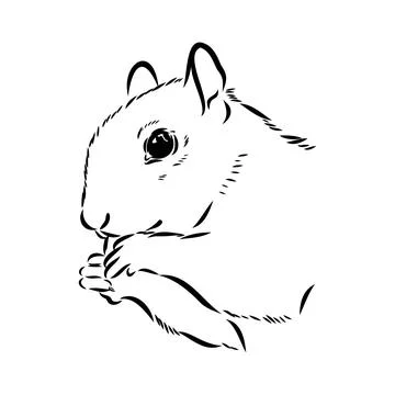 Hand drawn squirrel. Retro realistic animal isolated. Vintage style. Doodle l Stock Illustration