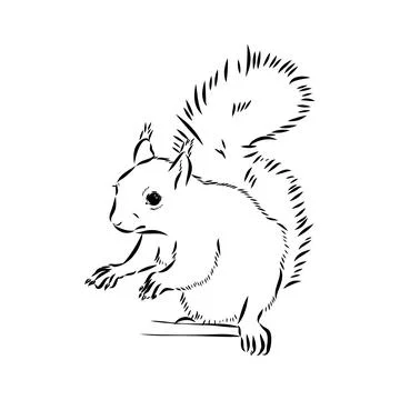 Hand drawn squirrel. Retro realistic animal isolated. Vintage style. Doodle l Stock Illustration