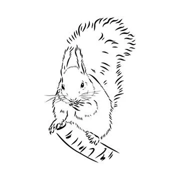 Hand drawn squirrel. Retro realistic animal isolated. Vintage style. Doodle l Stock Illustration
