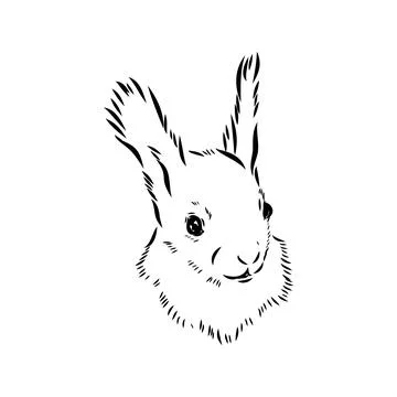 Hand drawn squirrel. Retro realistic animal isolated. Vintage style. Doodle l Stock Illustration