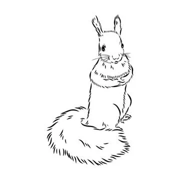 Hand drawn squirrel. Retro realistic animal isolated. Vintage style. Doodle l Stock Illustration